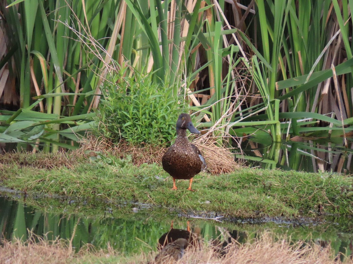 Австралийская широконоска - ML644438902