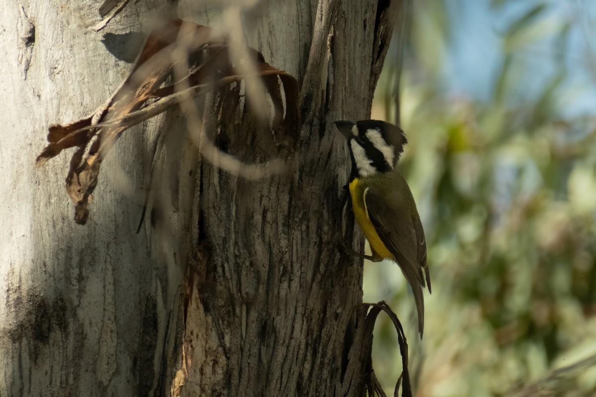 Doğulu Kerpetenkuşu - ML644438926