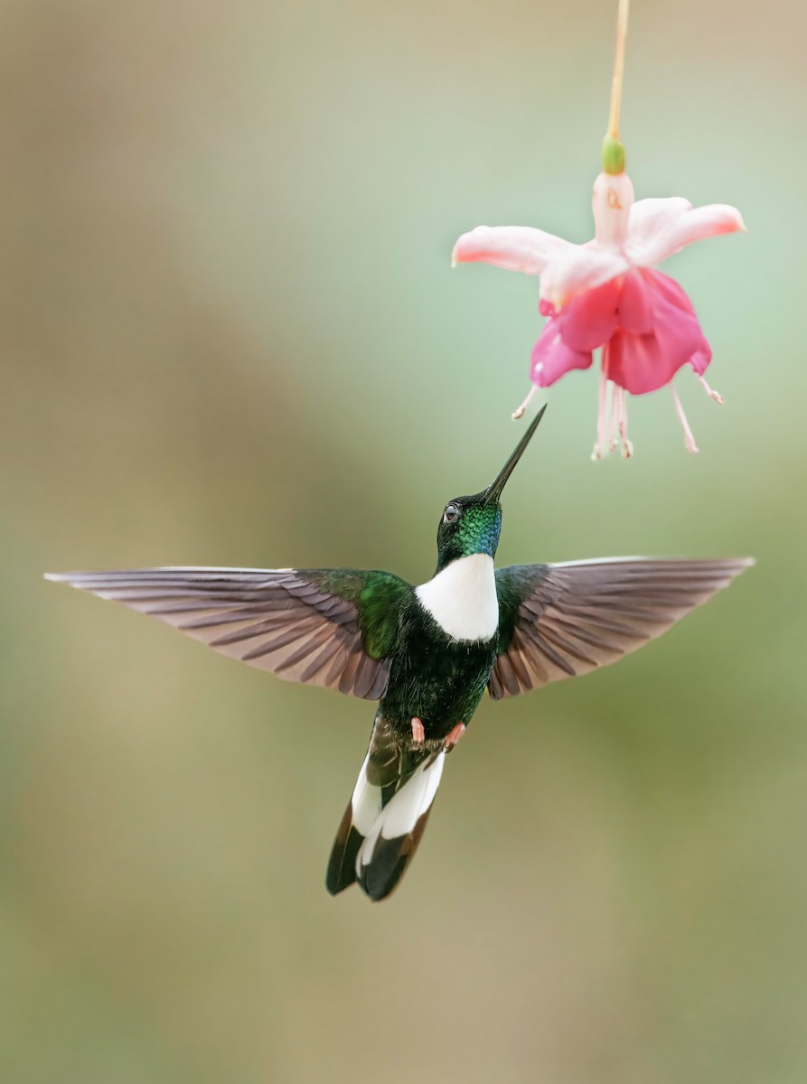 Collared Inca - ML644438927