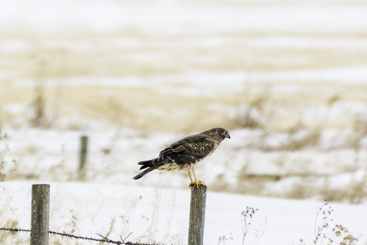 Aguilucho de Hudson - ML644438928