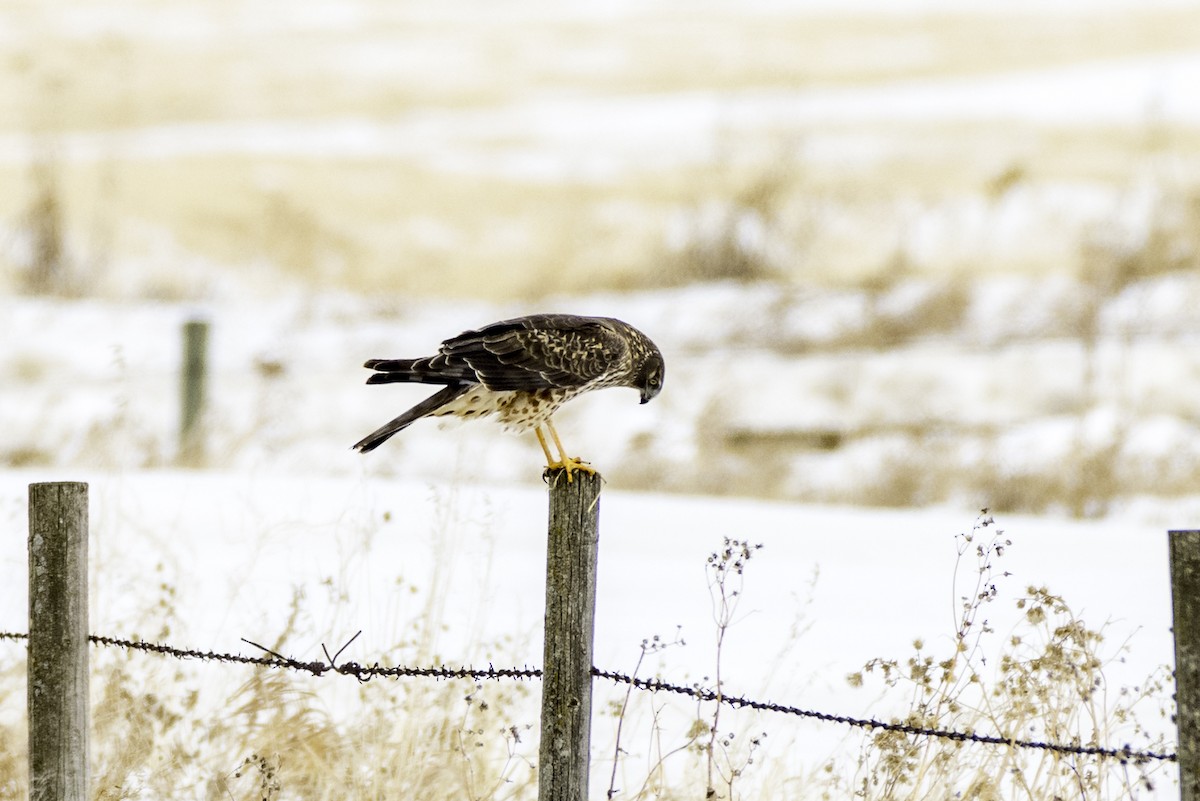 Aguilucho de Hudson - ML644438929