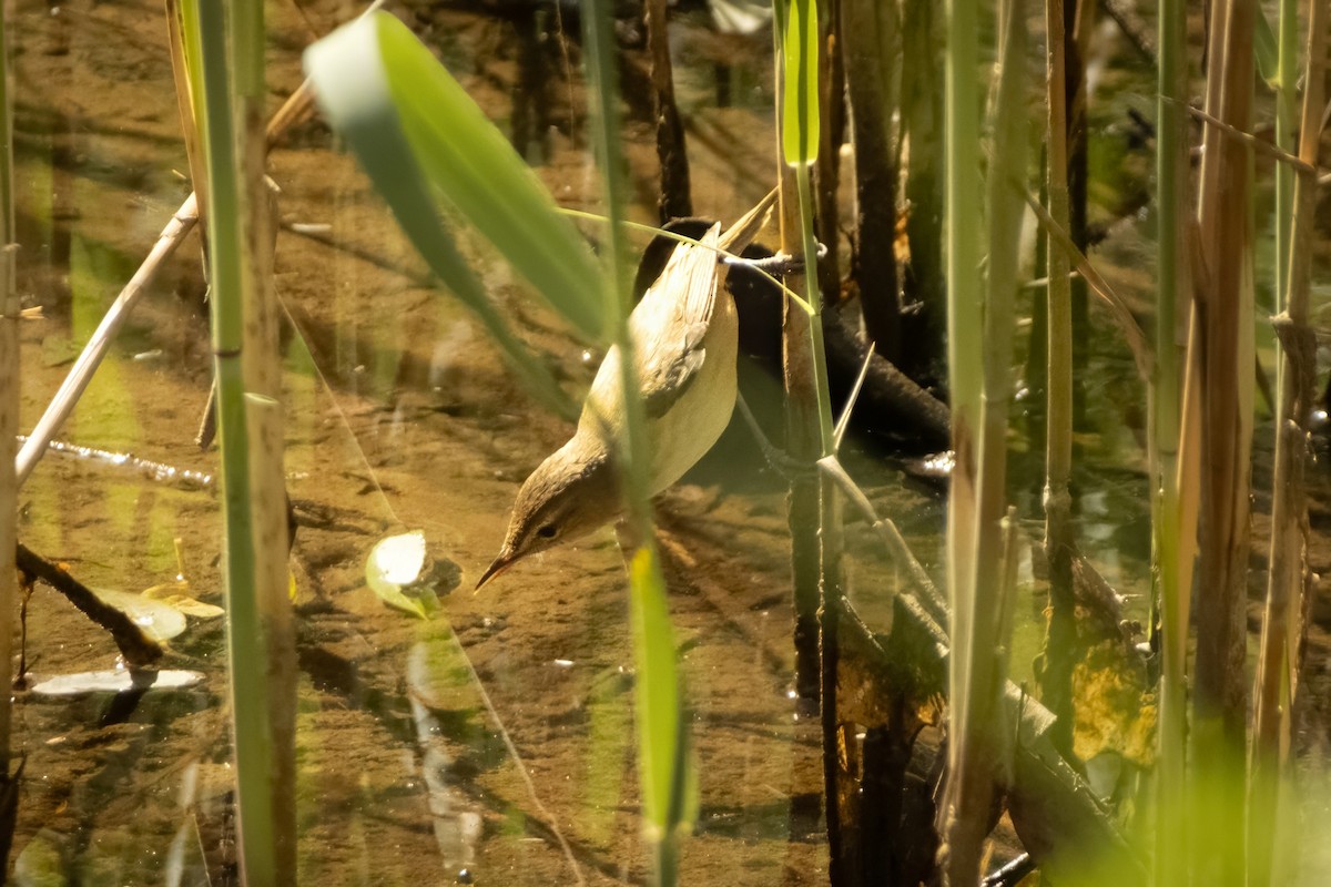 Australian Reed Warbler - ML644438936