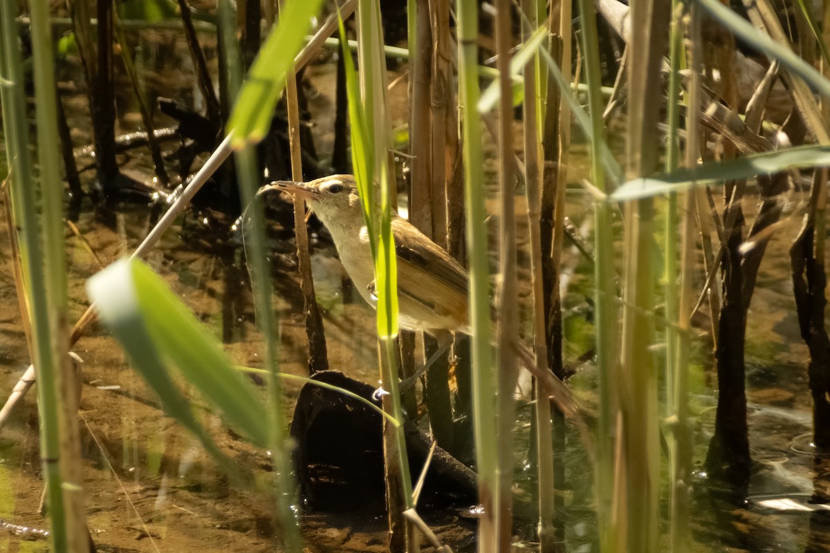 Australian Reed Warbler - ML644438937