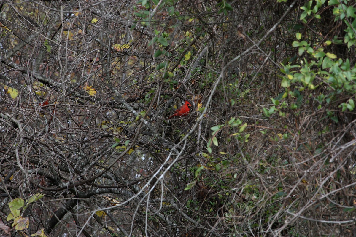 Northern Cardinal - ML644438938