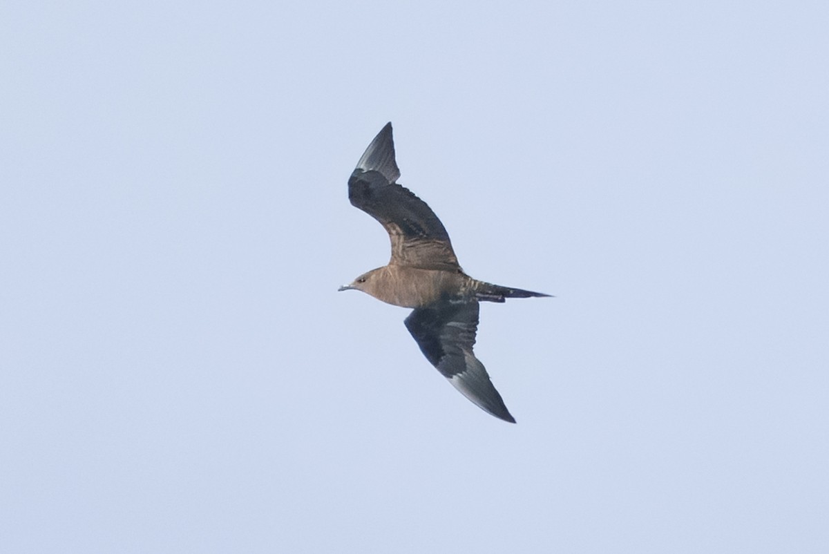 Parasitic Jaeger - ML644438943