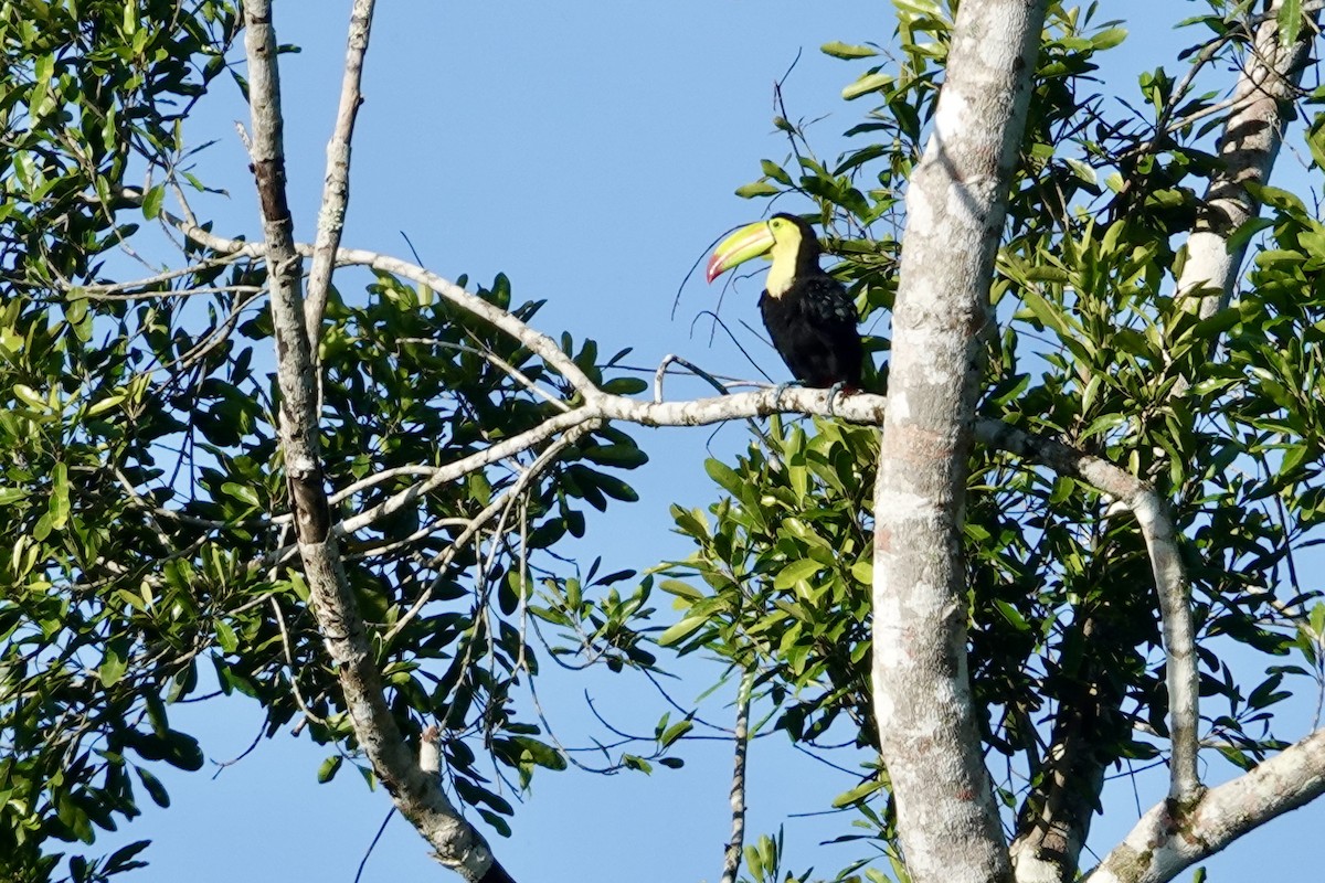 Радужный тукан - ML644438944