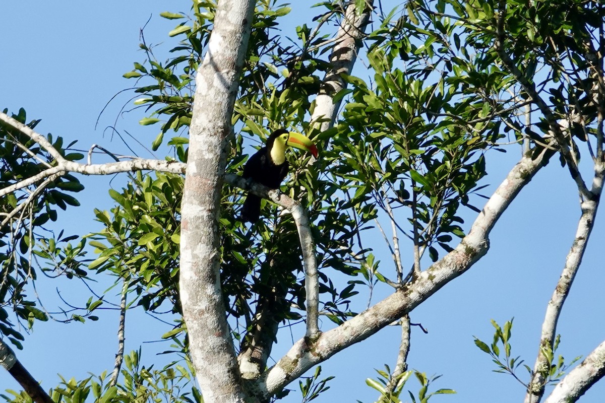 Радужный тукан - ML644438945