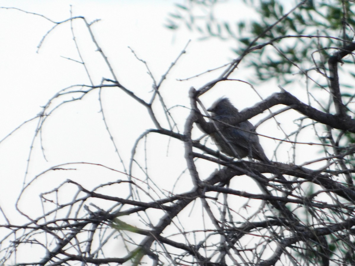 White-tipped Plantcutter - ML644438946