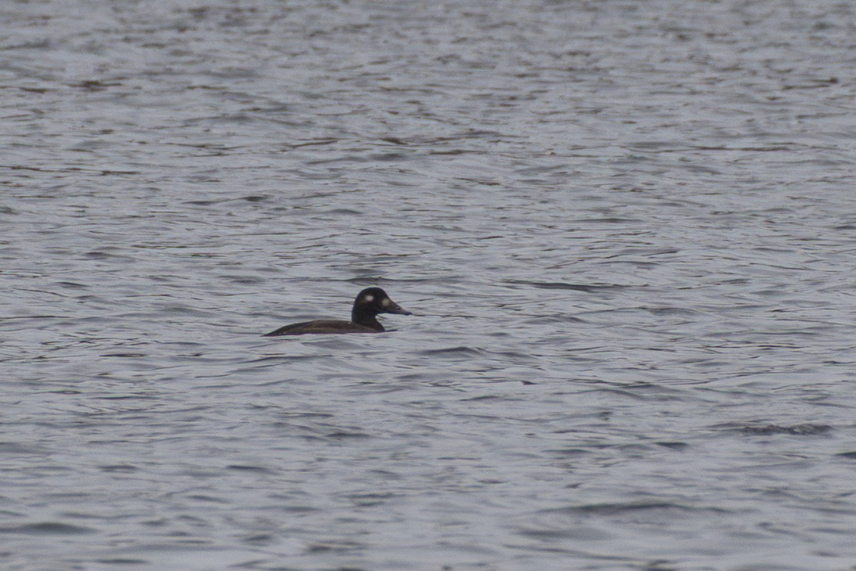 White-winged Scoter - ML644438953