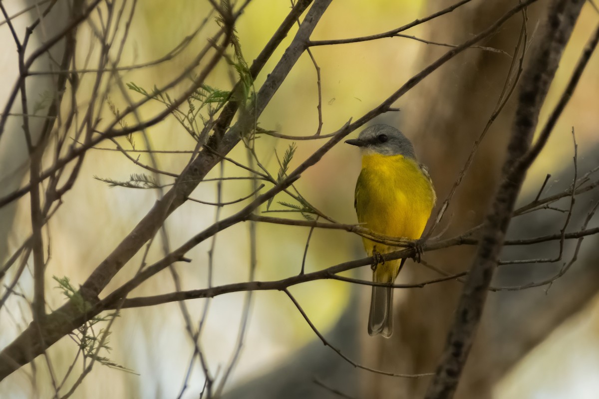 Eastern Yellow Robin - ML644438955