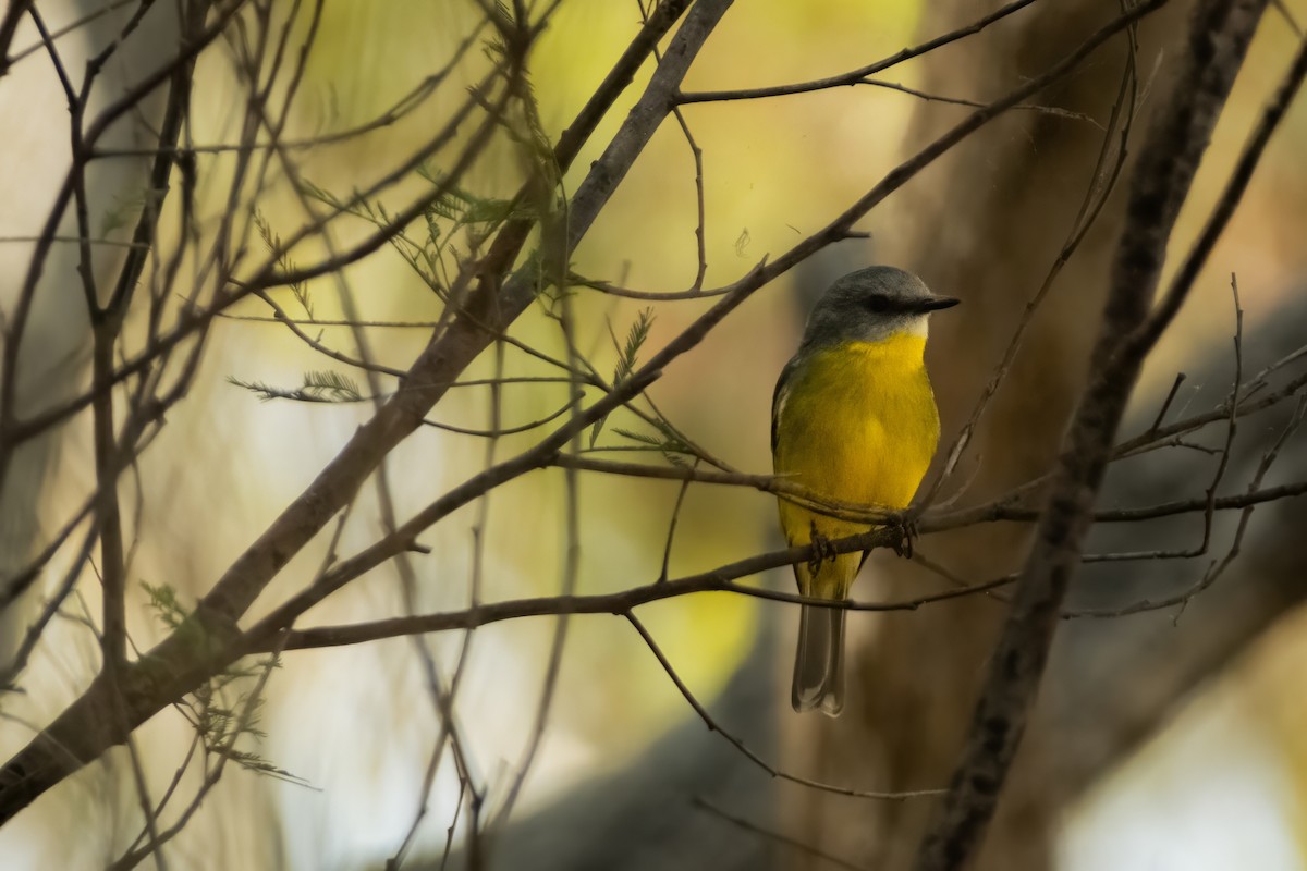 Eastern Yellow Robin - ML644438956