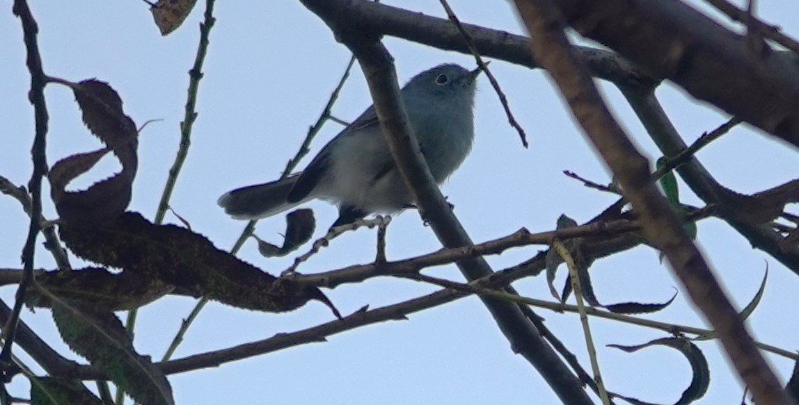 Perlita Grisilla - ML644438965