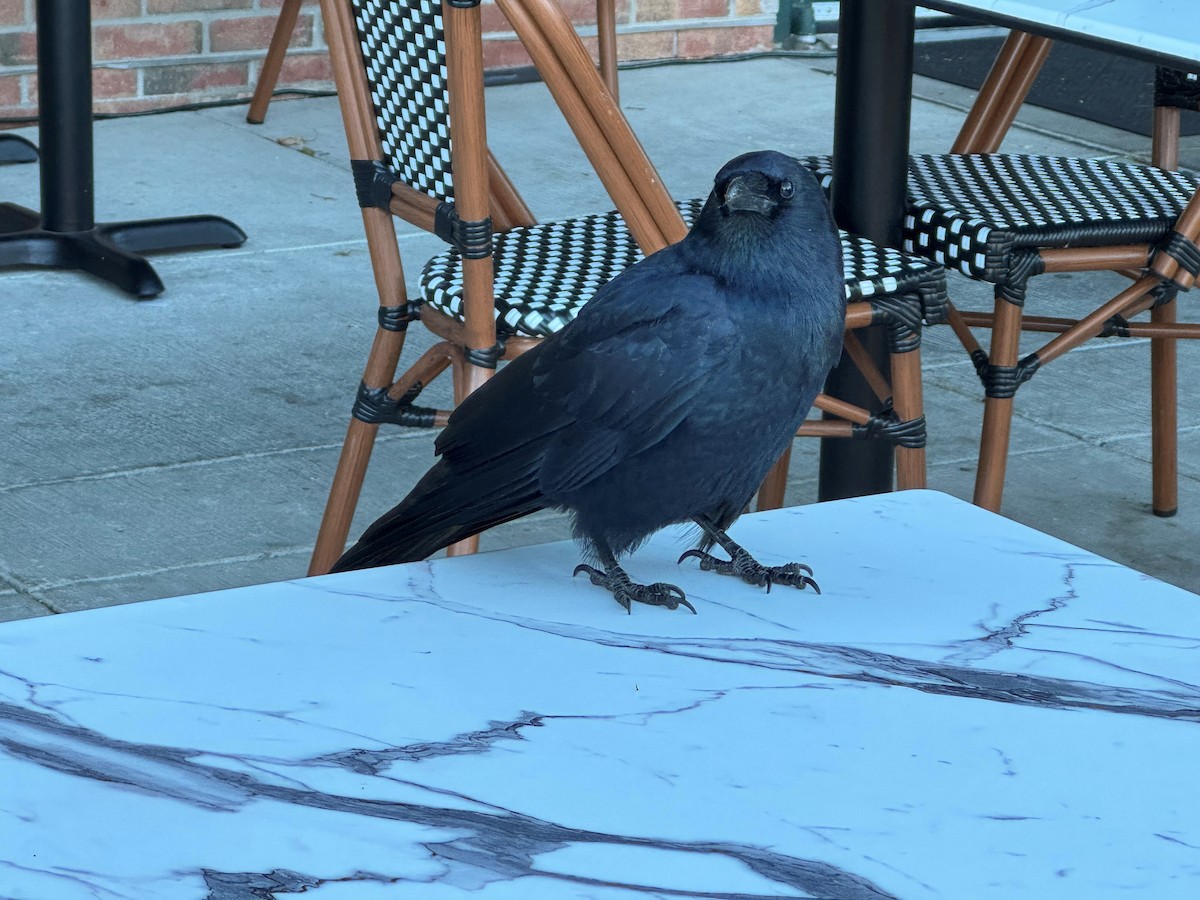 Balıkçı Karga - ML644438981