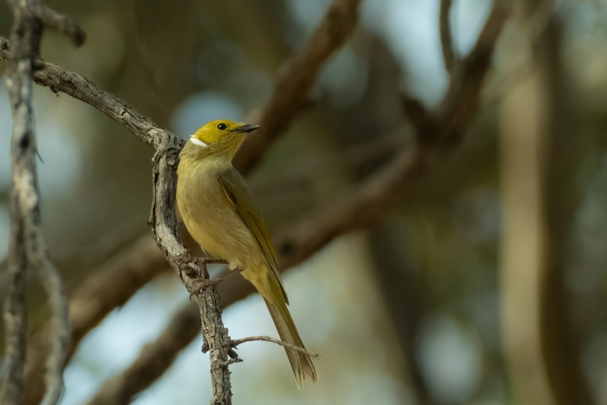 White-plumed Honeyeater - ML644439004