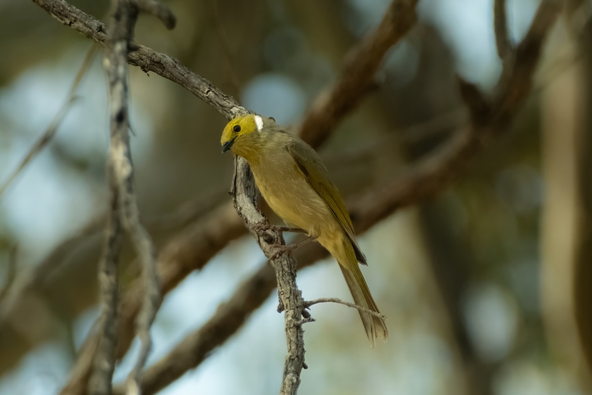 White-plumed Honeyeater - ML644439005