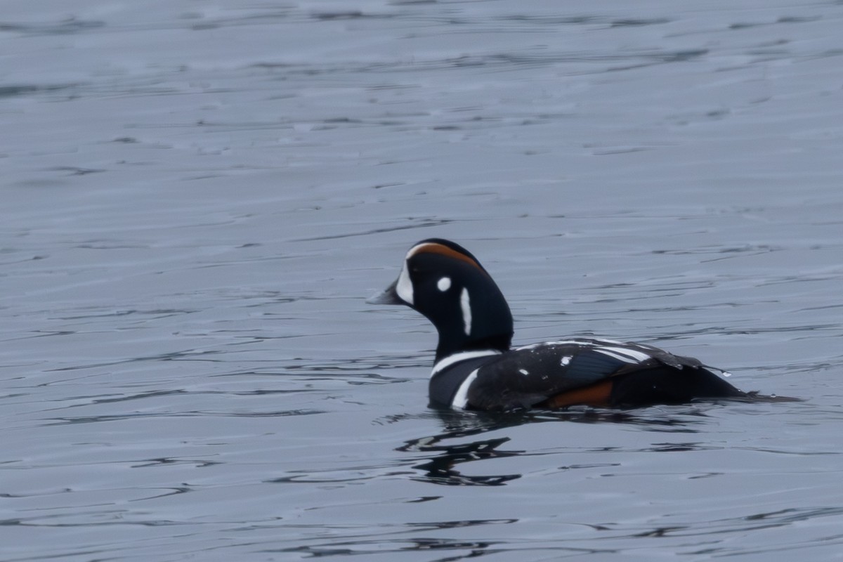 Harlequin Duck - ML644439009