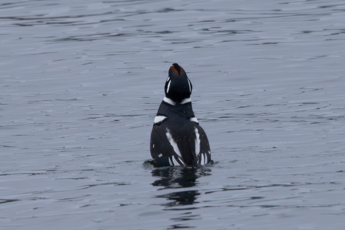 Harlequin Duck - ML644439010
