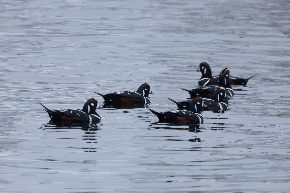 Harlequin Duck - ML644439013