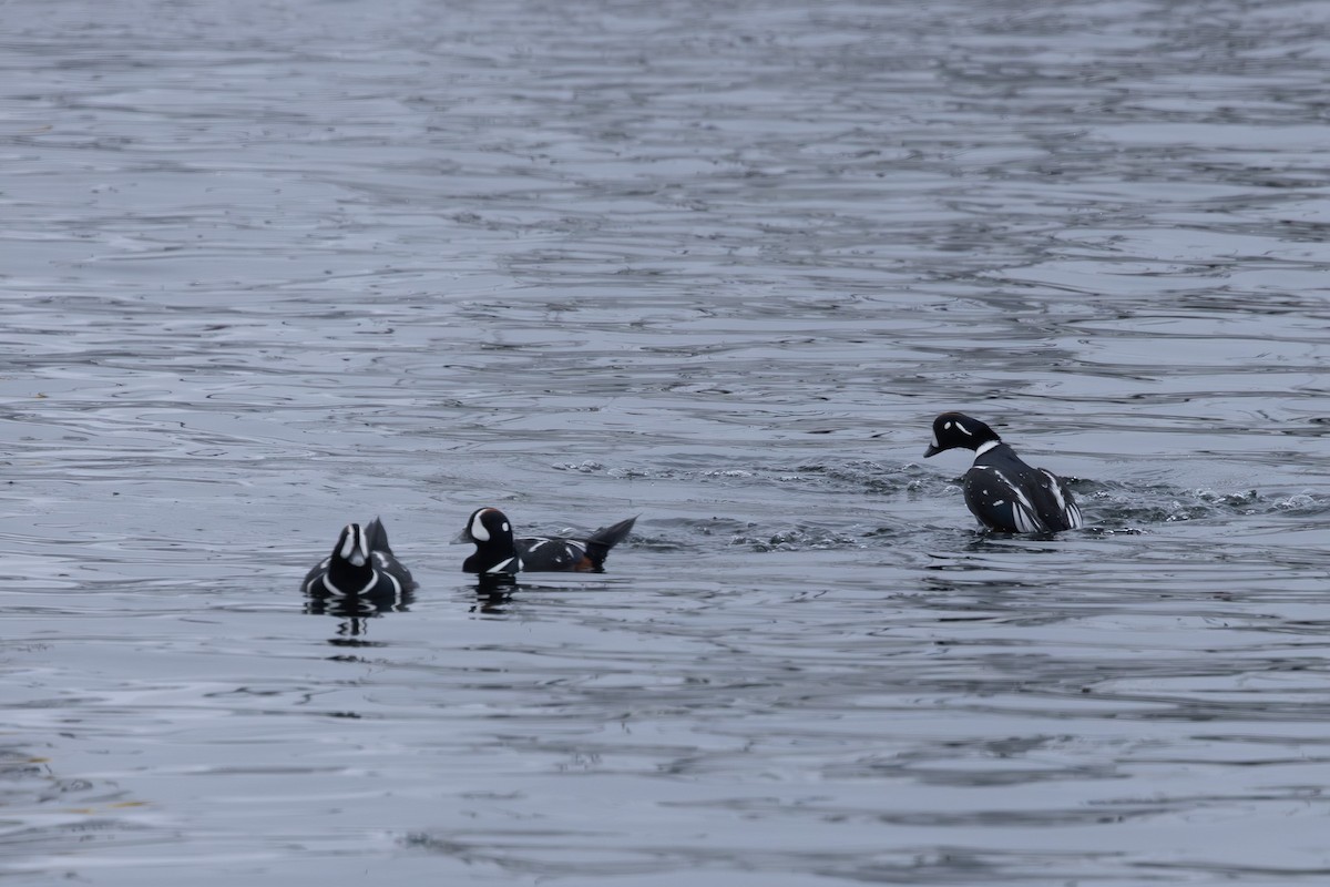 Harlequin Duck - ML644439025