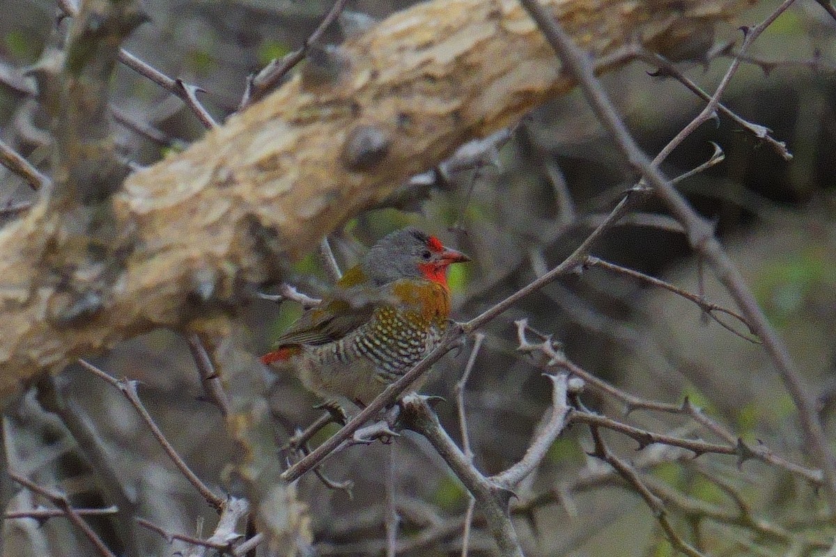 Green-winged Pytilia - ML644439026