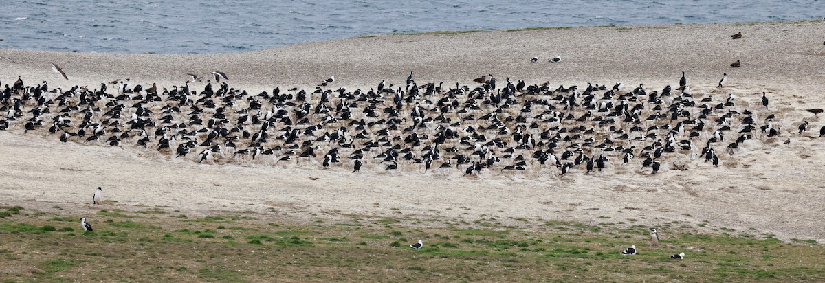 Imperial Cormorant (Imperial) - ML644439029