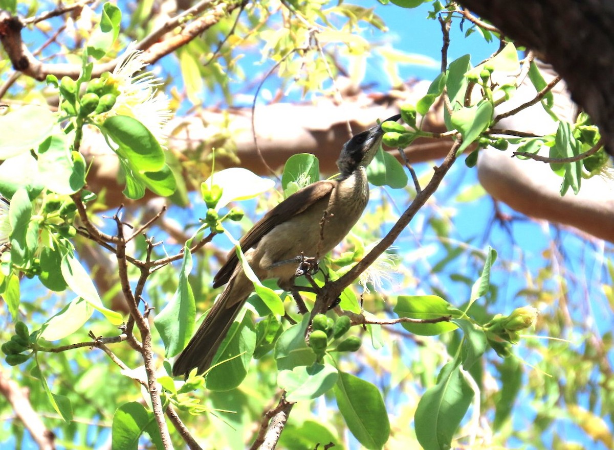 Helmlederkopf - ML644439034