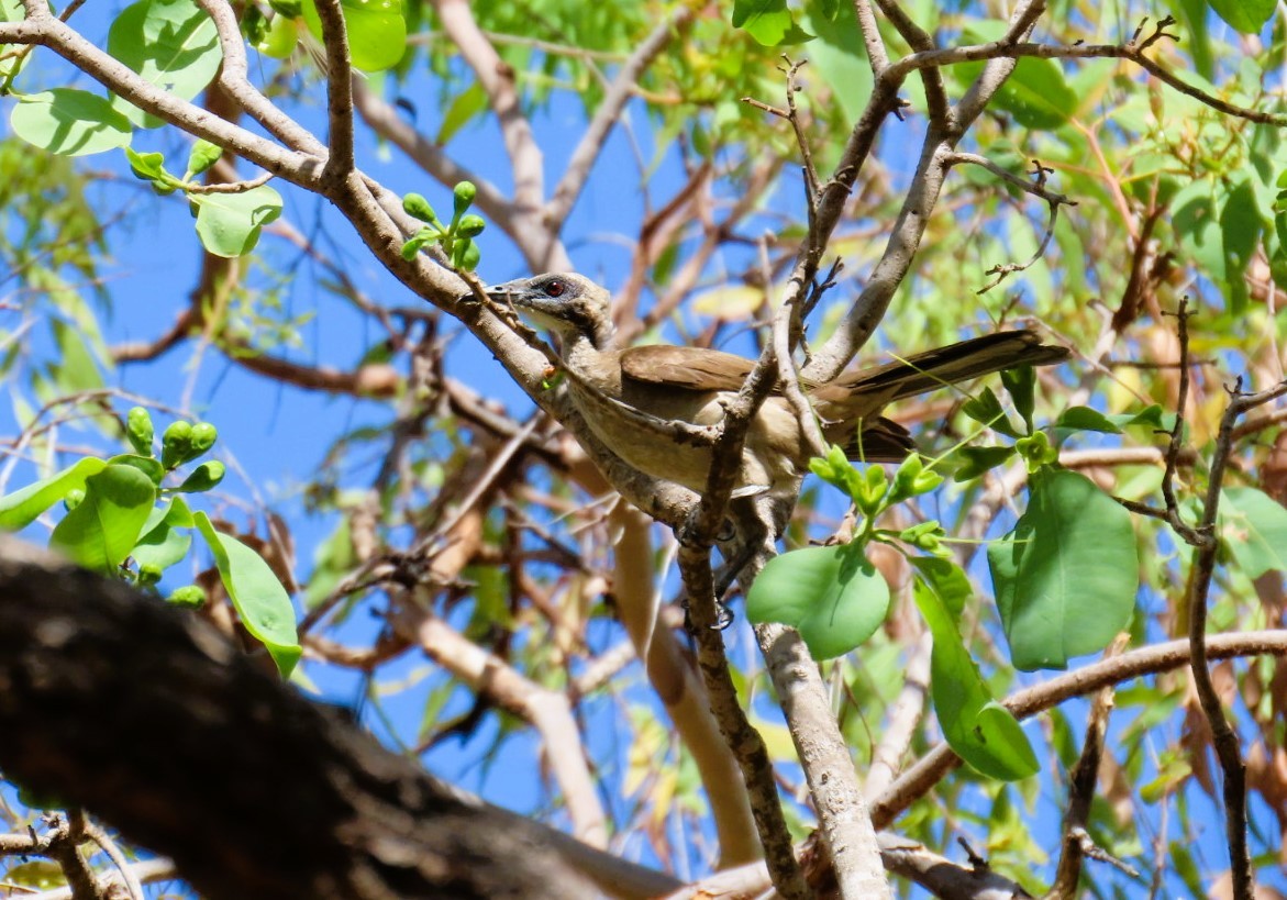 Helmlederkopf - ML644439035