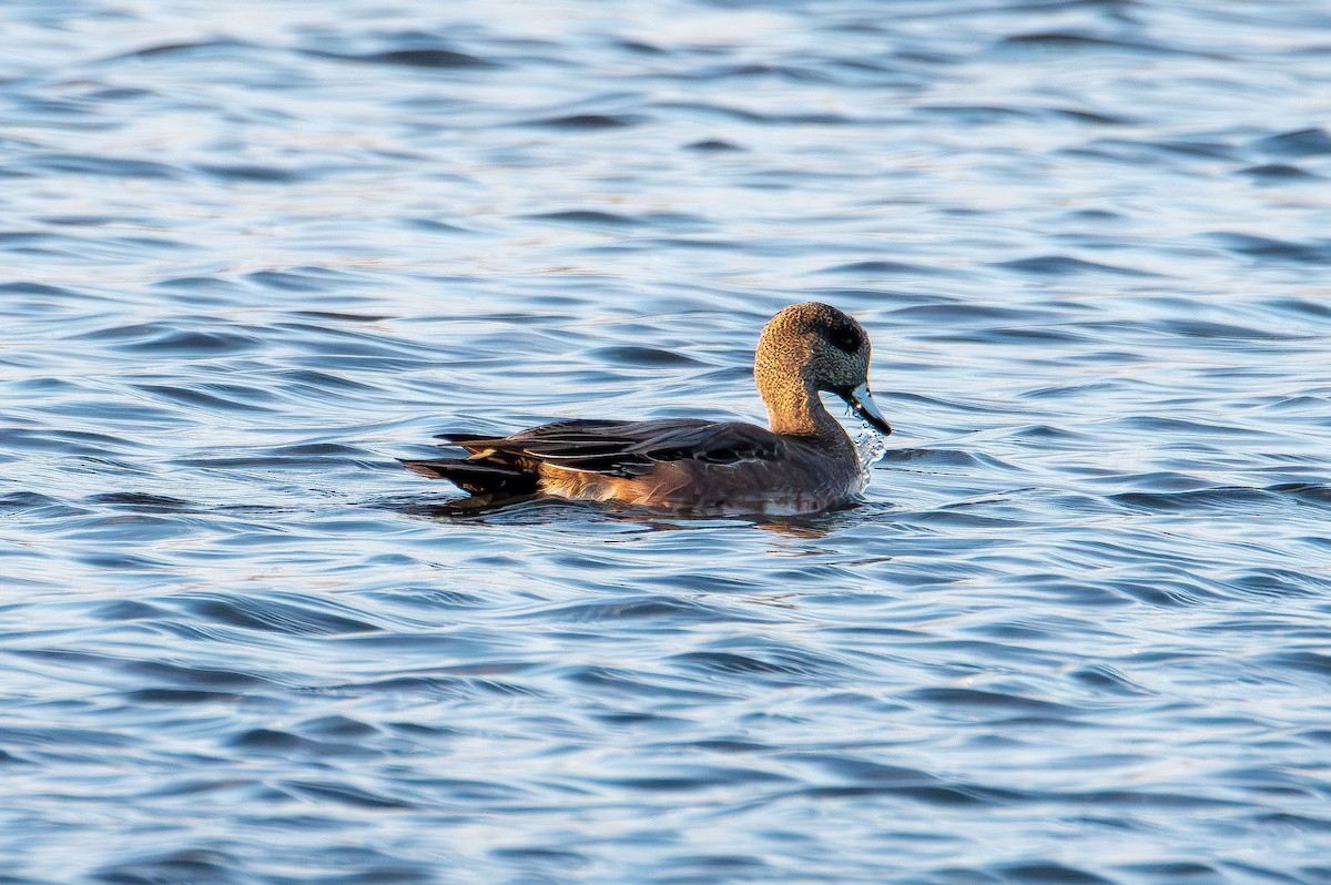 American Wigeon - ML644439036