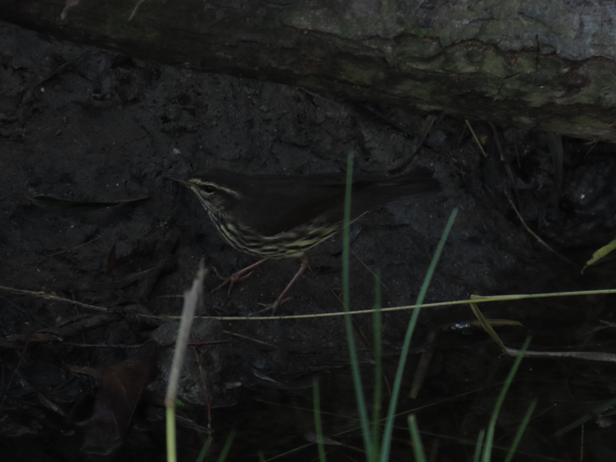 Northern Waterthrush - ML644439038