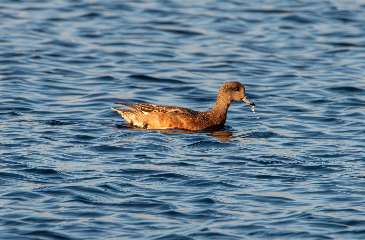 American Wigeon - ML644439040