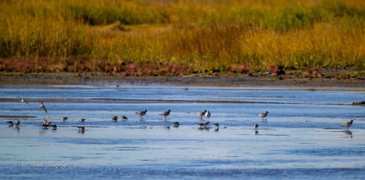 Pluvier argenté - ML644439049