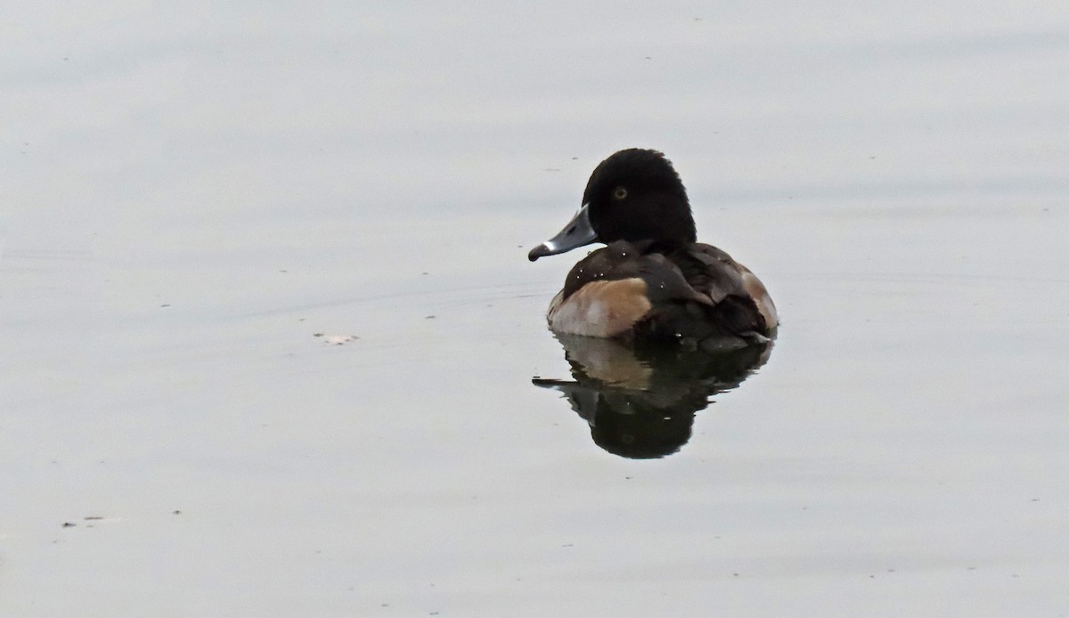 ringand - ML644439056