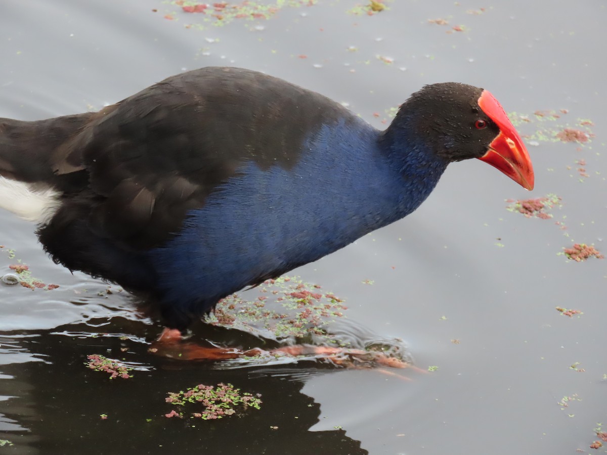 Australasian Swamphen - ML644439059