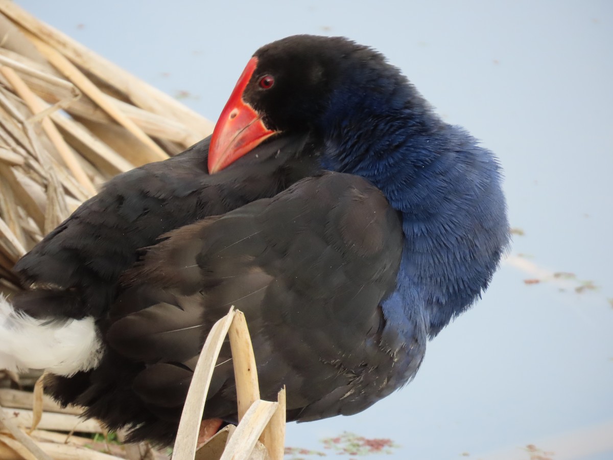 Australasian Swamphen - ML644439060