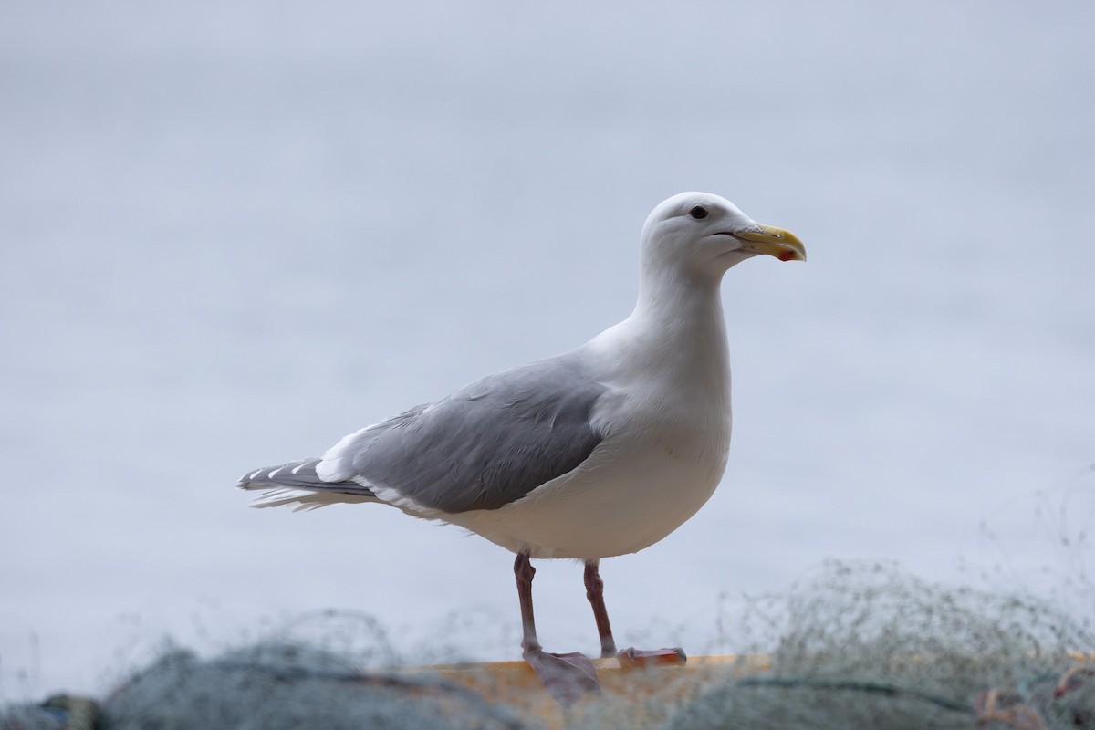 Glaucous-winged Gull - ML644439066