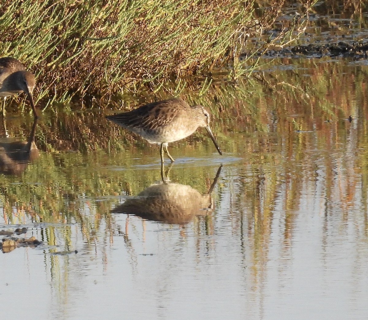 Хараалжин цууцил - ML644439085