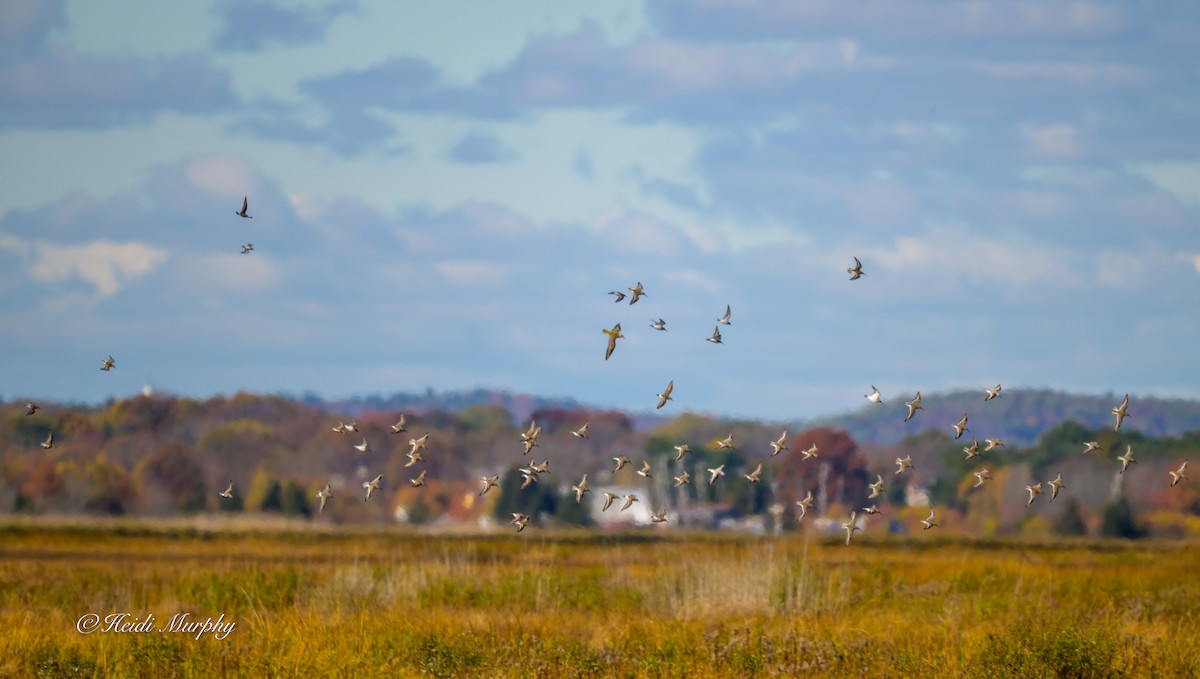Alpenstrandläufer - ML644439088