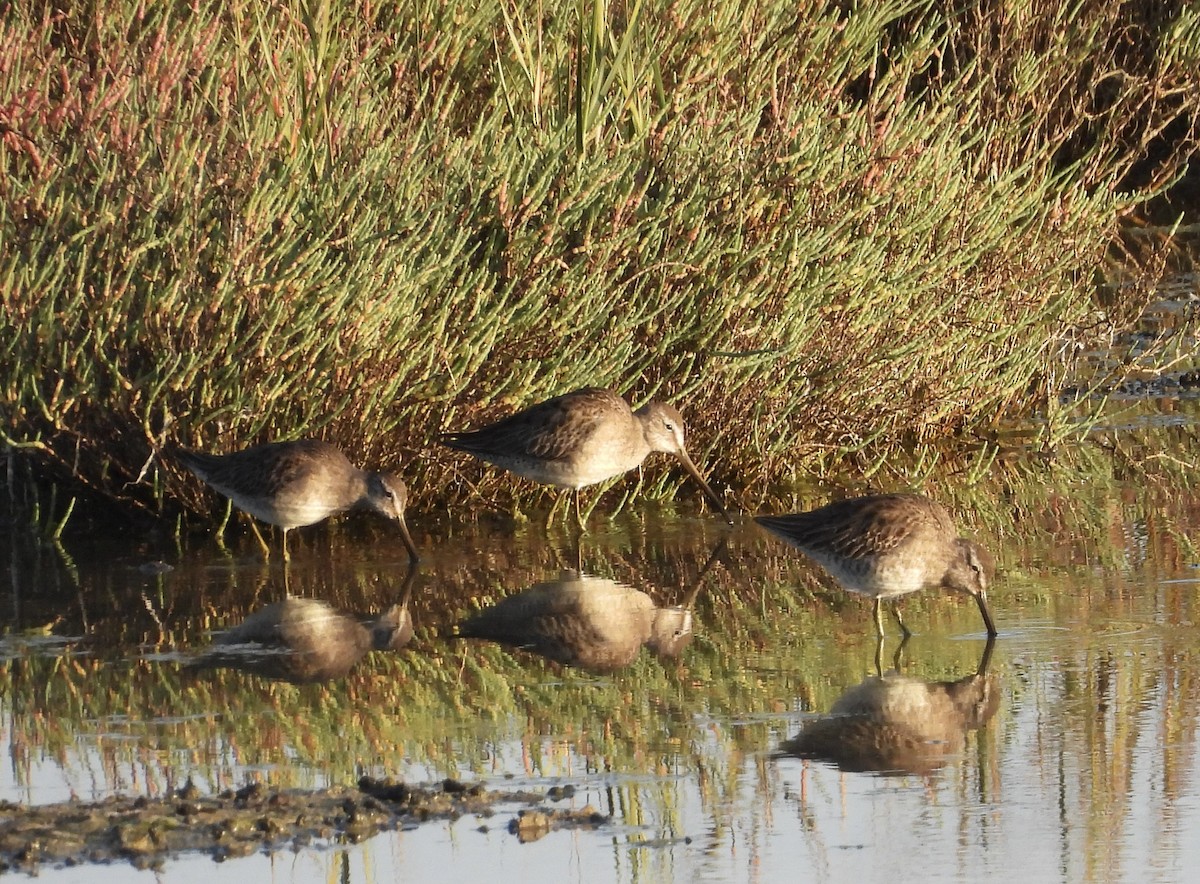 Хараалжин цууцил - ML644439089