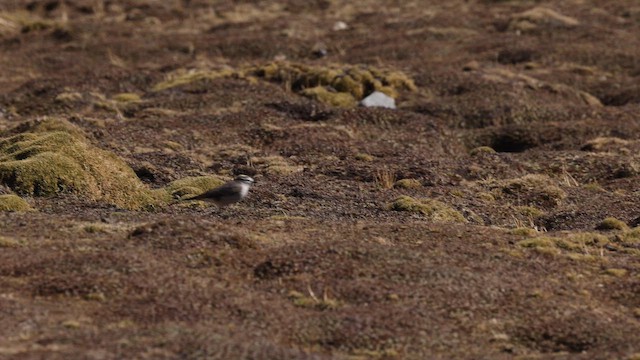 Dormilon à nuque jaune - ML644439090