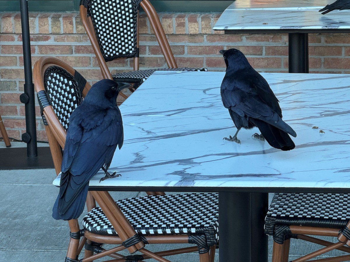 Balıkçı Karga - ML644439102