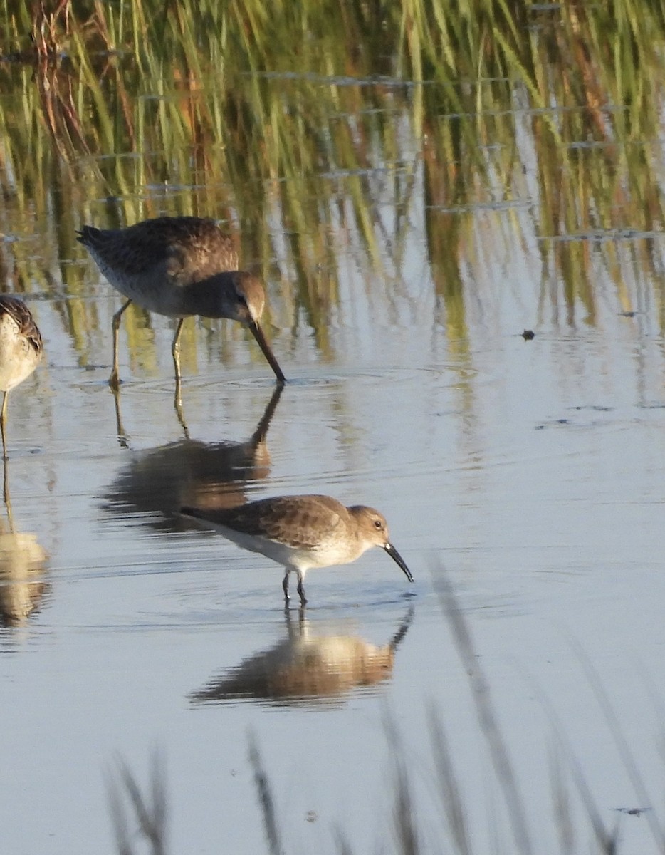 Alpenstrandläufer - ML644439103