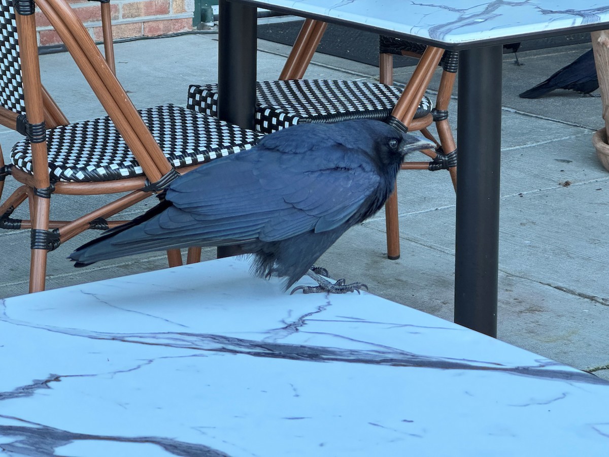 Balıkçı Karga - ML644439104