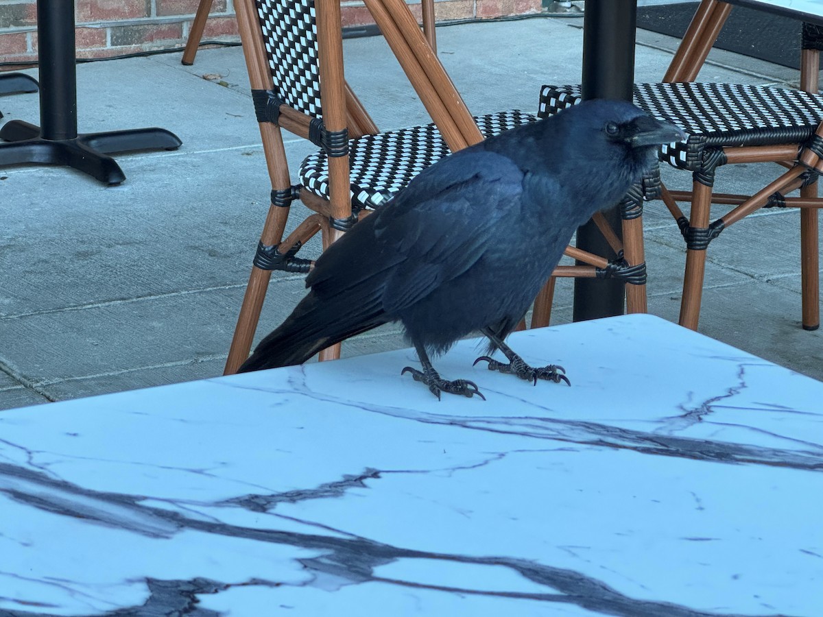 Balıkçı Karga - ML644439105