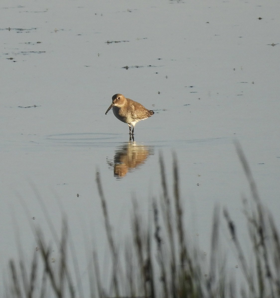 Alpenstrandläufer - ML644439106