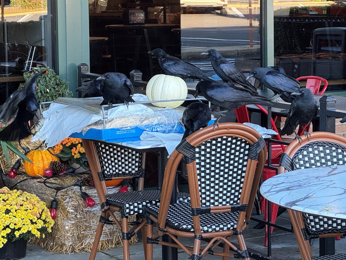 Balıkçı Karga - ML644439107