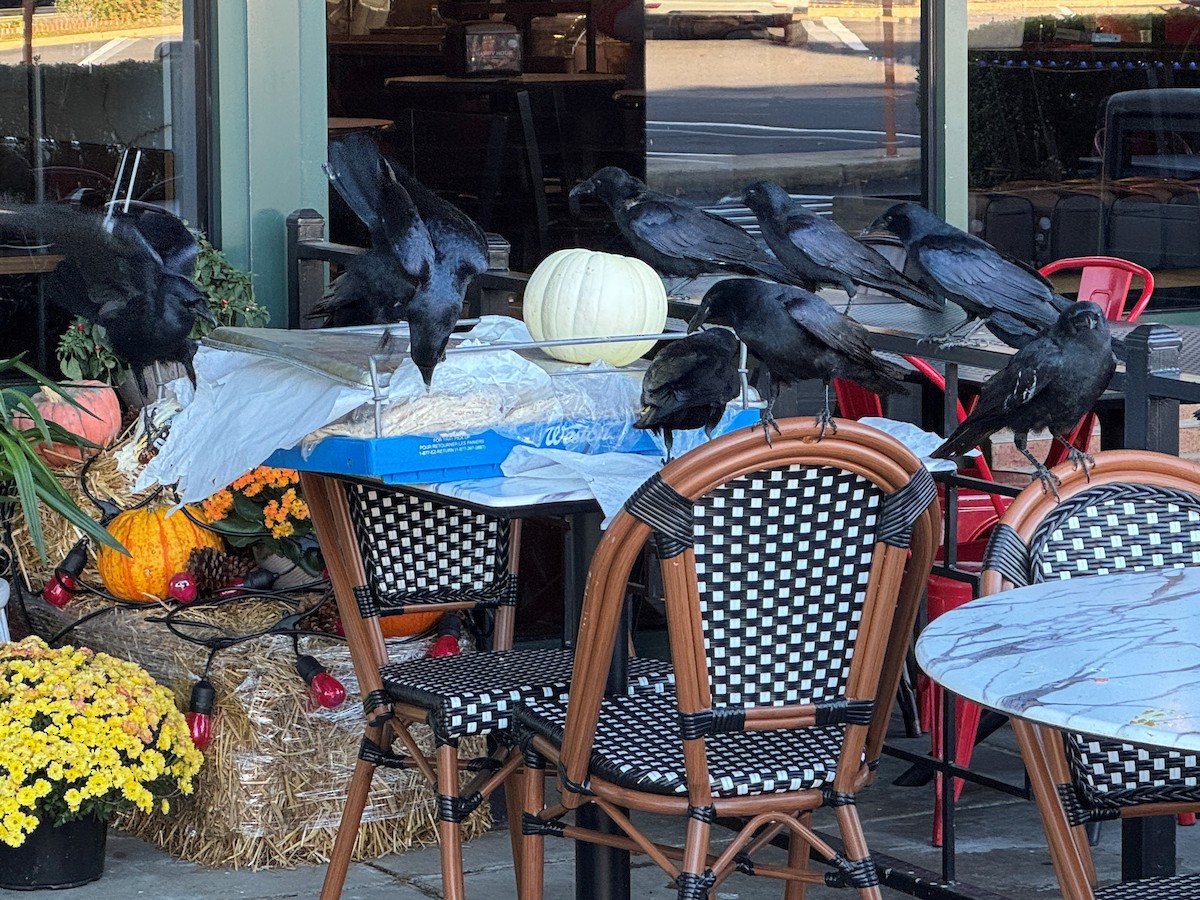 Balıkçı Karga - ML644439109