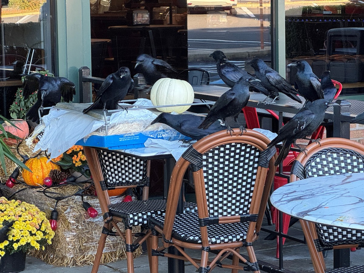 Balıkçı Karga - ML644439112