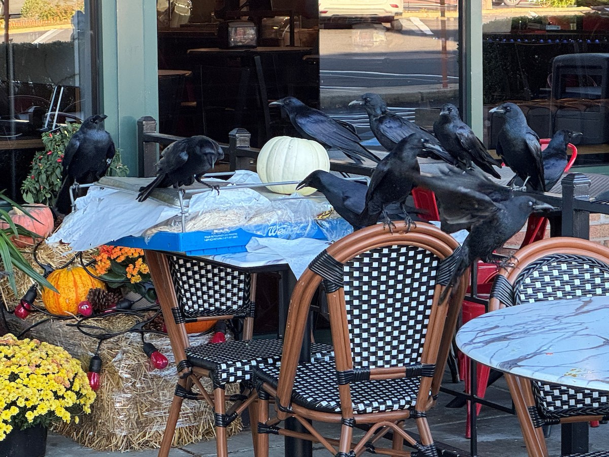 Balıkçı Karga - ML644439114