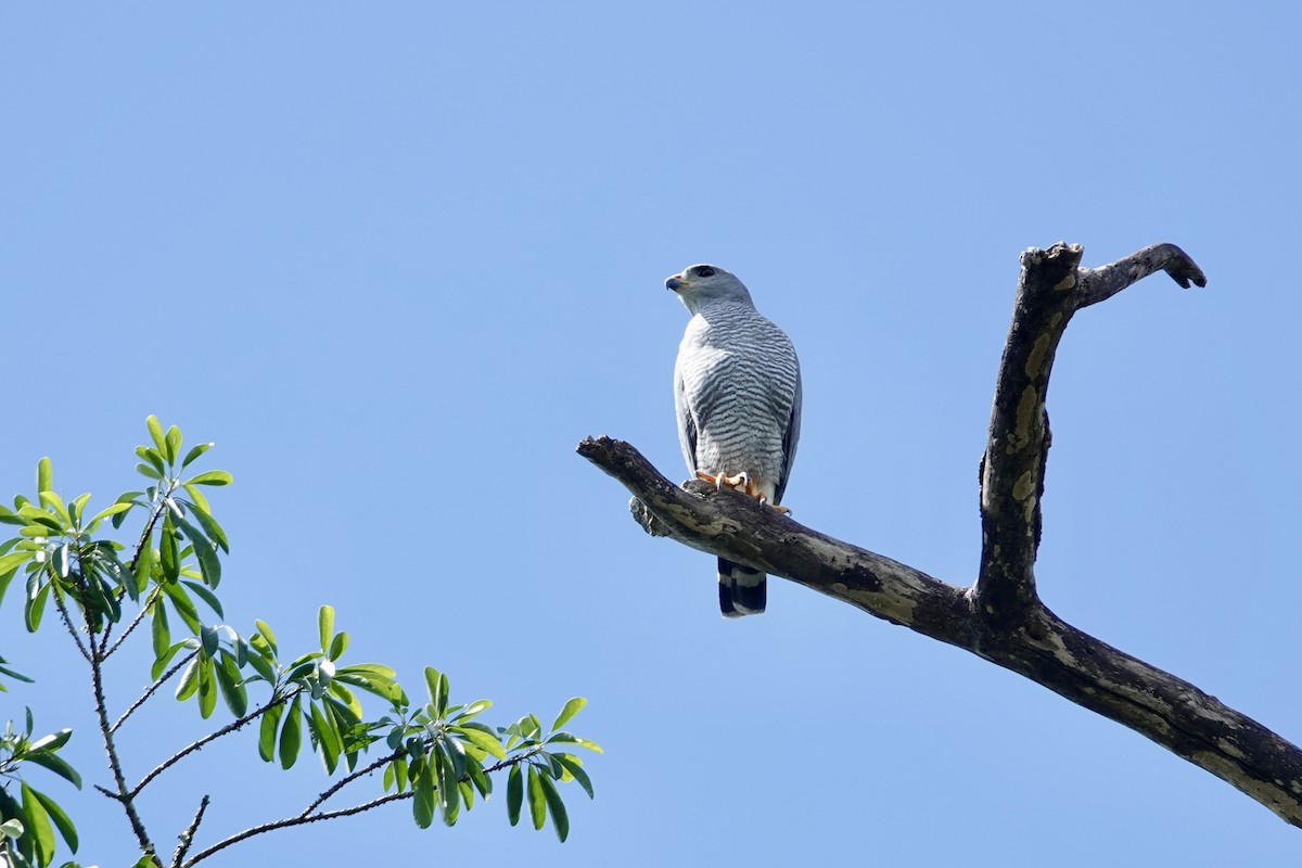 Gray Hawk - ML644439116