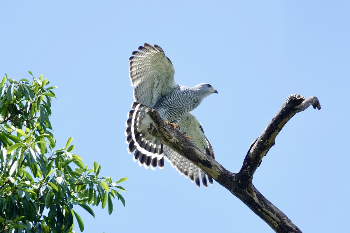 Gray Hawk - ML644439117